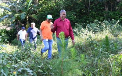 Plantas sembradas por Interior y Policía protegen bosques y cuencas de ríos